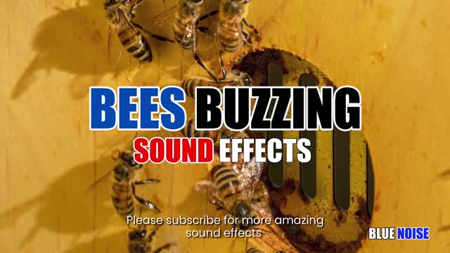 Bee buzzing sounds effects