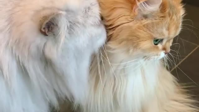 Cat funny video