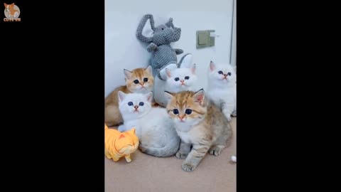 Lovely Super Cute Kittens In The World