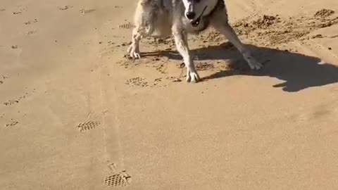 Funny Pet 2021 It's time to LAUGH with Dog's lifes15