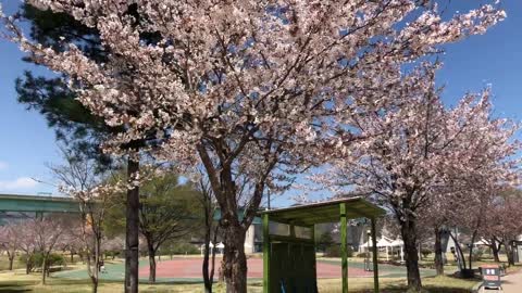 Spring Cherry Blossoms