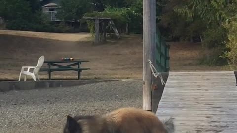 Big shepard dog cries and yells at owner to throw orange toy