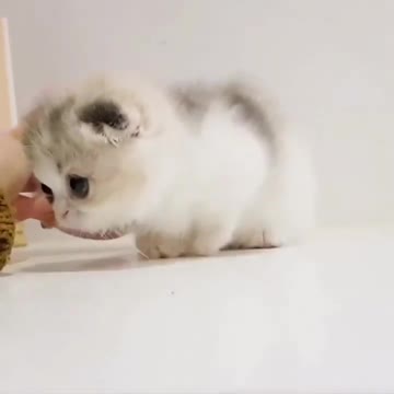 OMG So Cute Cat Video ❤ #cat #shorts