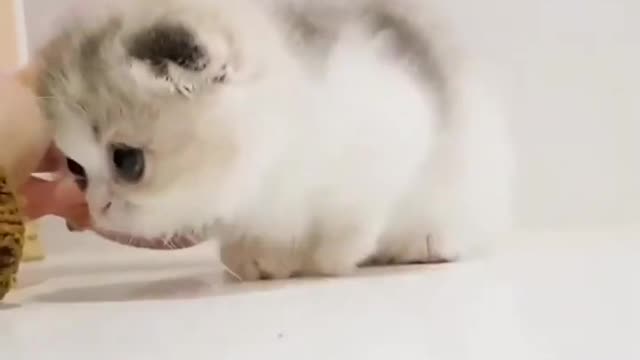 OMG So Cute Cat Video ❤ #cat #shorts