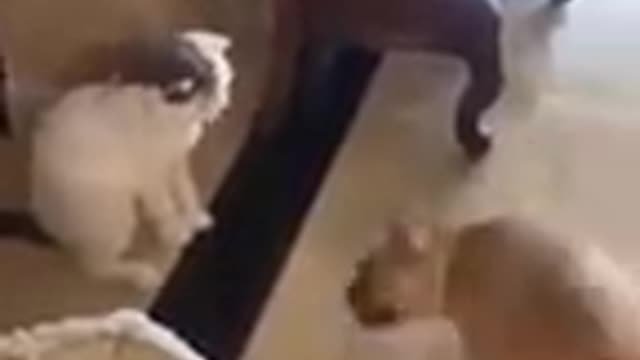 The Funniest Cat's Ever: Don't Try To Hold Laugh.....