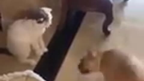 The Funniest Cat's Ever: Don't Try To Hold Laugh.....