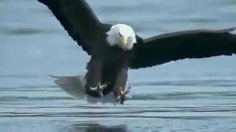 Eagle hunting fiercely