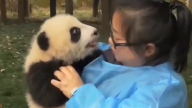 Aww.. So Cute And Lovely Panda🐼🐼