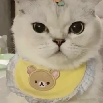 🐱:How does my new look ?