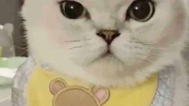 🐱:How does my new look ?