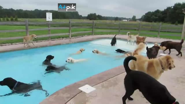 Funny Dogs Pool Party - Make Fun