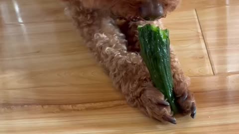 dog eating melon