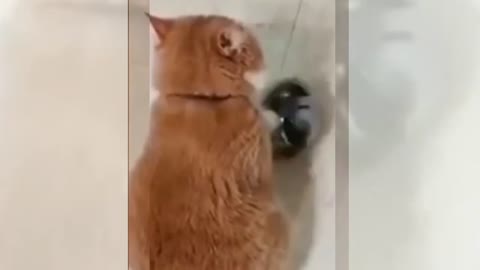 cute kittens videos 🐈😹 funny videos_ cat videos