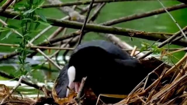 WILD WATER BIRD FAMILY