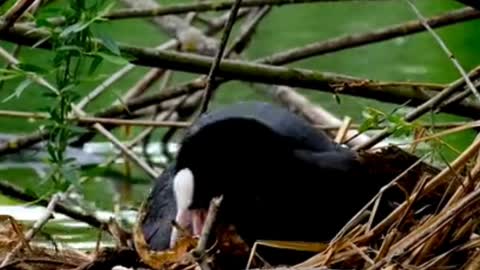 WILD WATER BIRD FAMILY