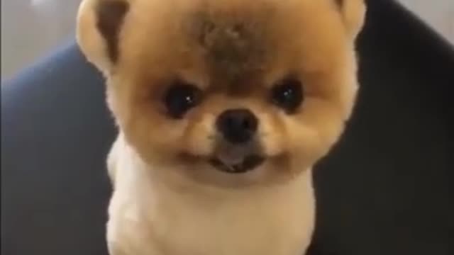 Top cute dog video..