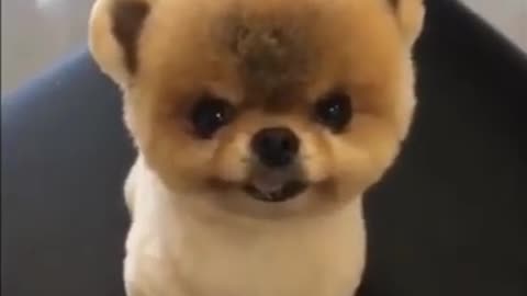 Top cute dog video..