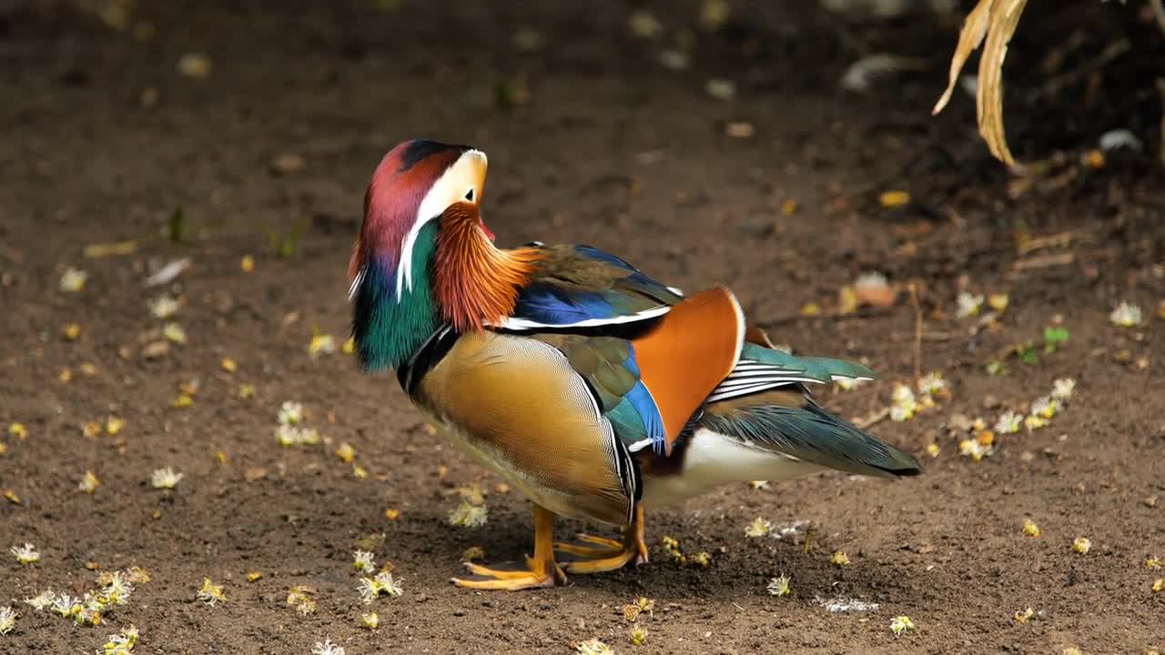 Beautiful male mandarin duck aix galericulata wildlife amazing bird Martinique zoo