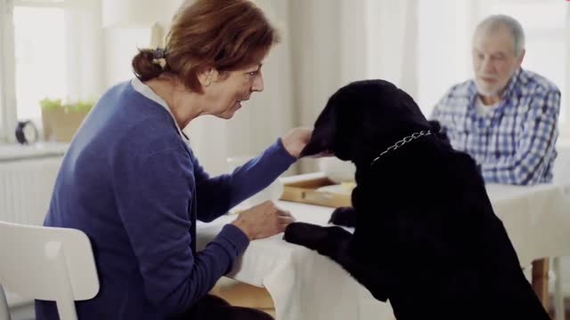 Interpretation of Dog's Strange Behavior