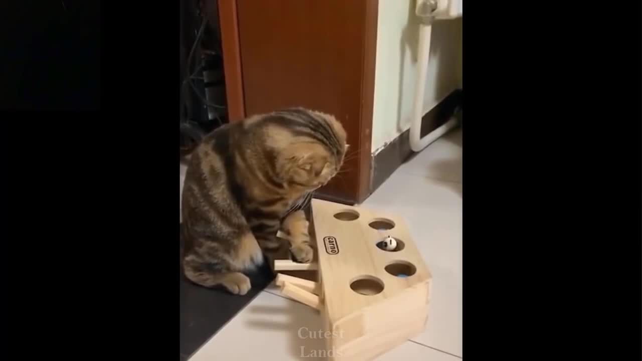 will the cat win the game? - animal funny cute
