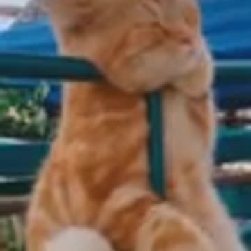 🤣 Funny dogs funny cats - 😻🐶 cachorros engraçados e gatos engraçados🤣