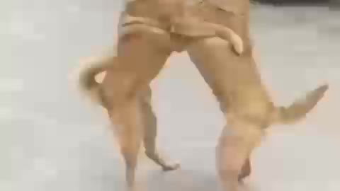 dogs dancing like human