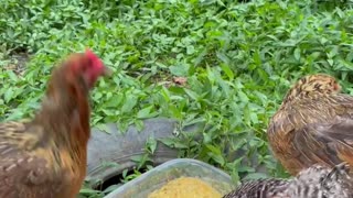 Food fight Cats versus Chickens