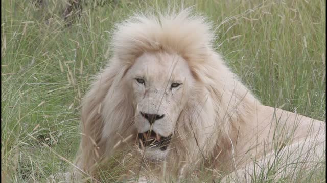 African wildlife