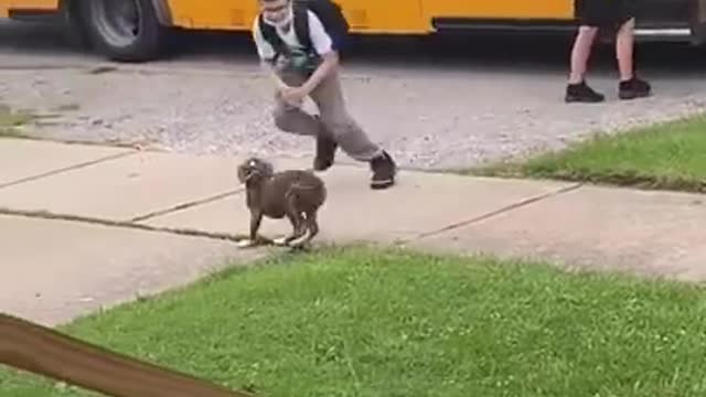 Puppy waits on school bus for boy