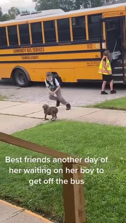 Puppy waits on school bus for boy
