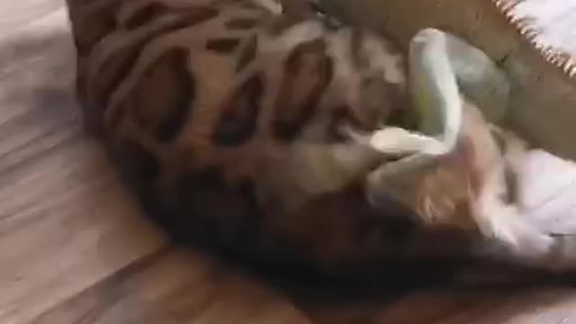 Cat and creepy animal fighting