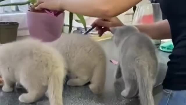 Kittens Climb Their Mom as They Couldn’t Wait for Food