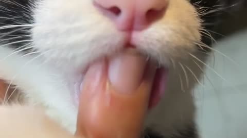 Cute cat sucker 可愛貓咪吸手