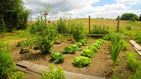 Minuscule - The vegetable garden