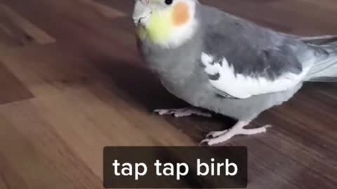 Tap Tap Tap!