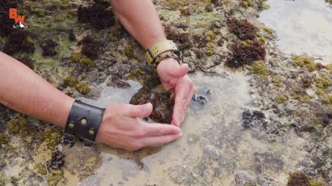 Octapus , WILL IT INK?! - Catching an Octopus