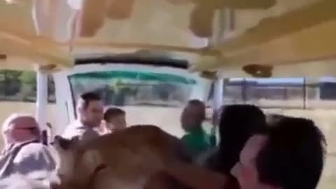 lion runs and jumps into tour bus.