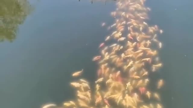Follow the duck. Who can explain