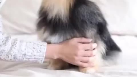 Funny and Cute DOG Videos Compilation