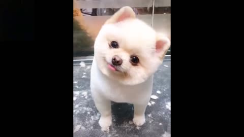 Cute and Funny Videos Compilation