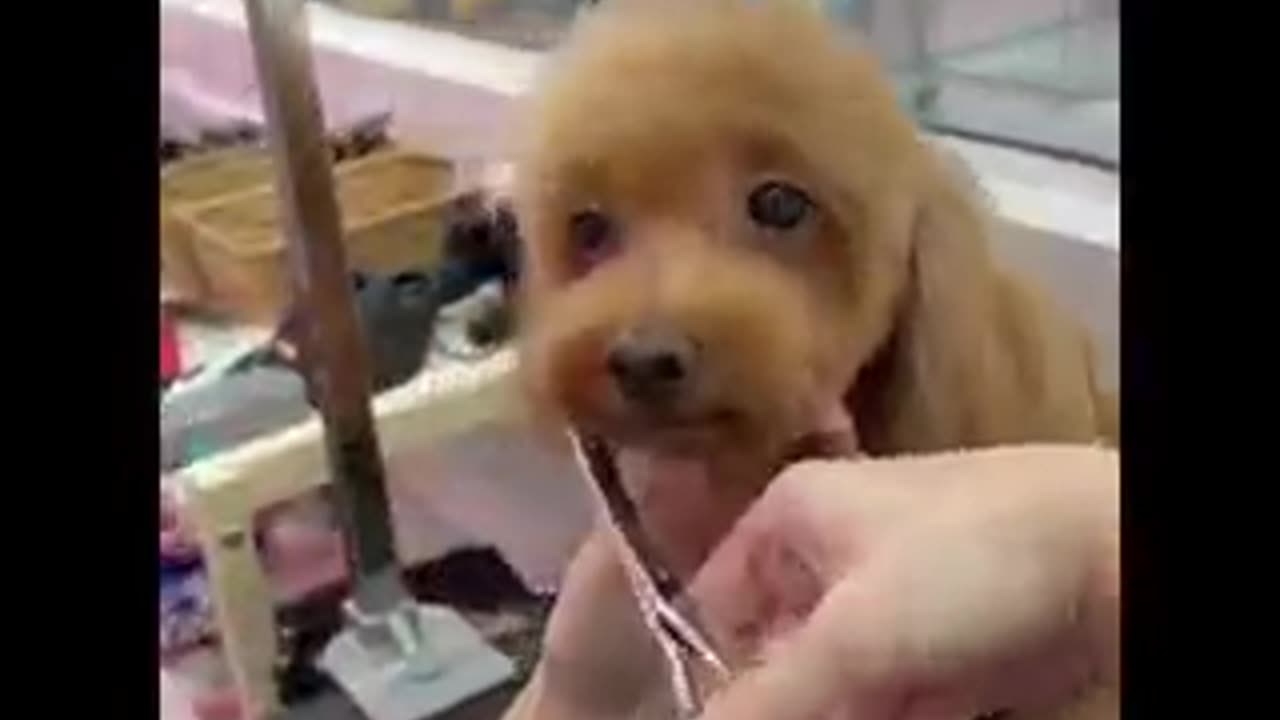 Best Puppies For Sale Singapore | Thepuplife.sg