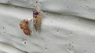 Cicada sighting