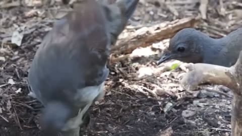 Wild Life.....Amazing bird sounds from the Lyrebird