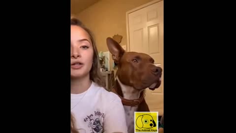 The Best Video funny dogs 2021