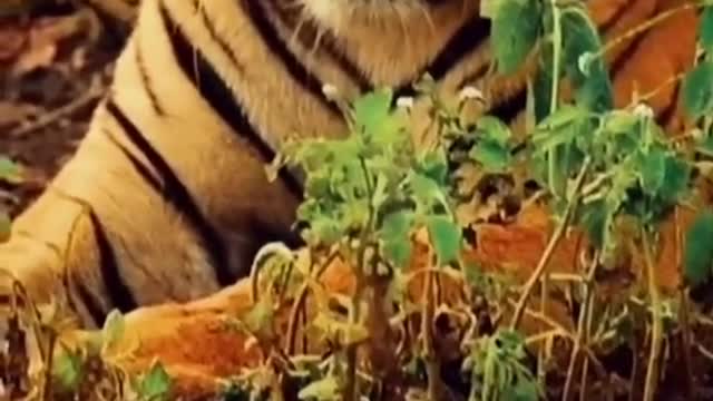 A big tiger