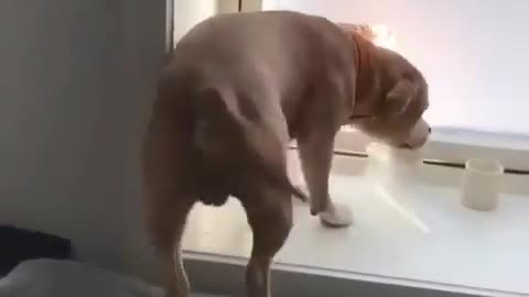 Amazing pitbull dog dance very cute