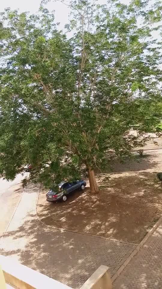 Rumble beautiful Trees