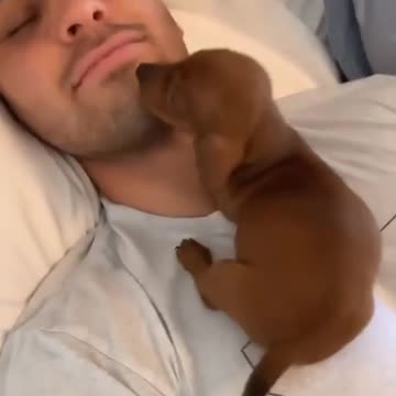 birthday . His girlfriend brought him a small dog as a gift. Really beautiful