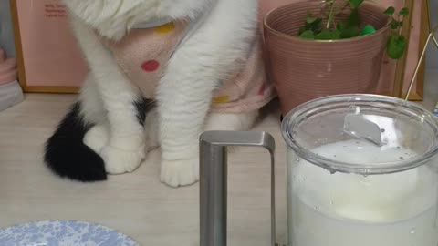 a cat watching a milk whisk