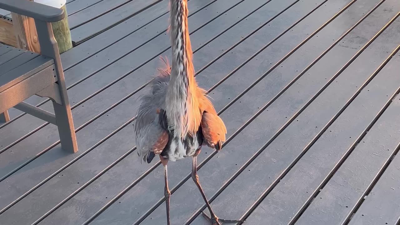 Great Blue Heron Wants to Square Up